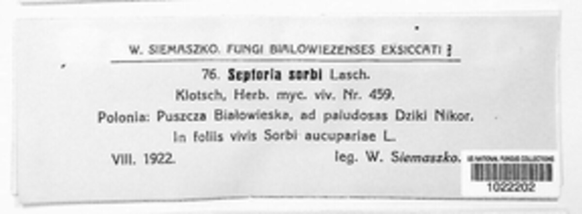 Septoria sorbi image